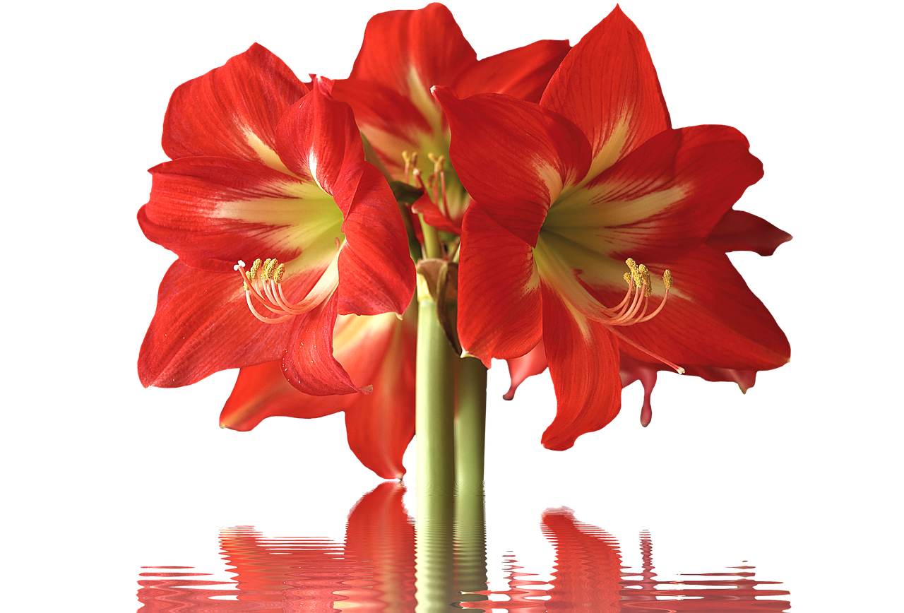 Image - amarylis blossom bloom potted plant
