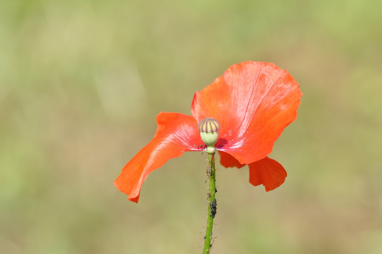 Image - klatschmohn poppy incomplete