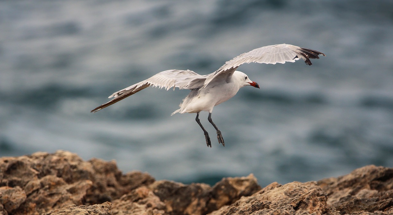 Image - water bird seagull bird nature