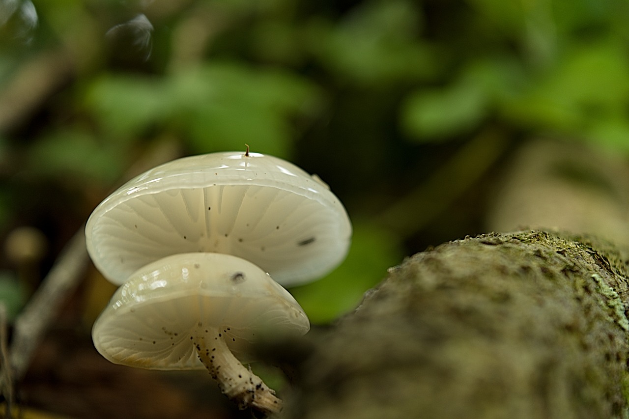 Image - fungus boletus mushrooms macro