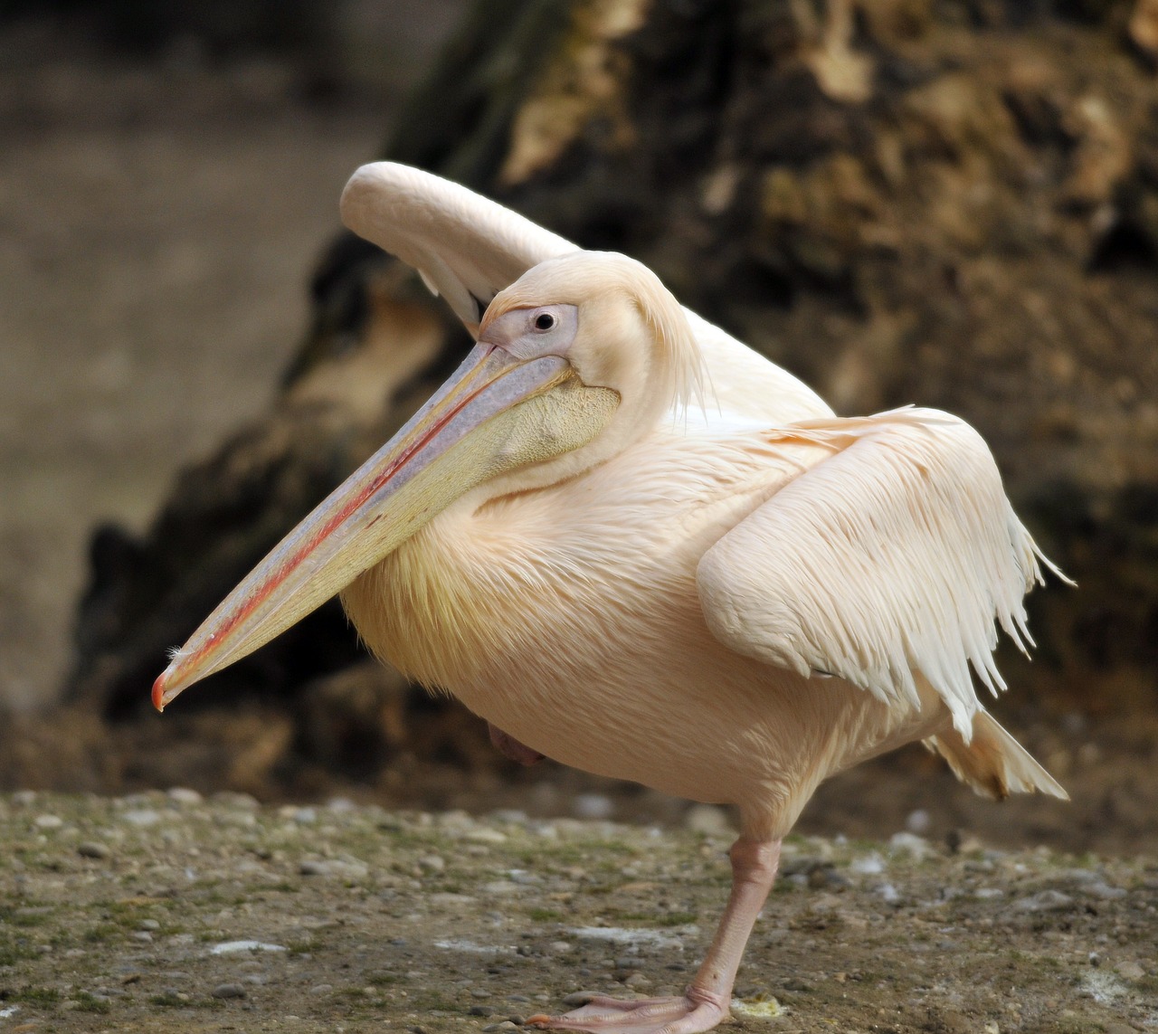 Image - zoo hellabrunn munich