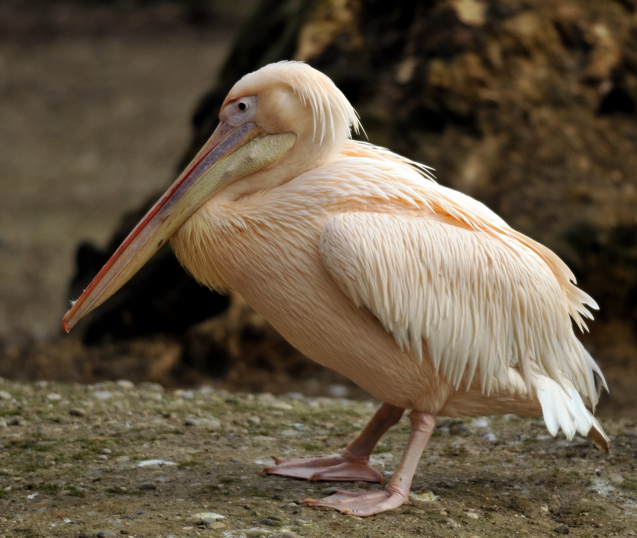 Image - zoo hellabrunn munich