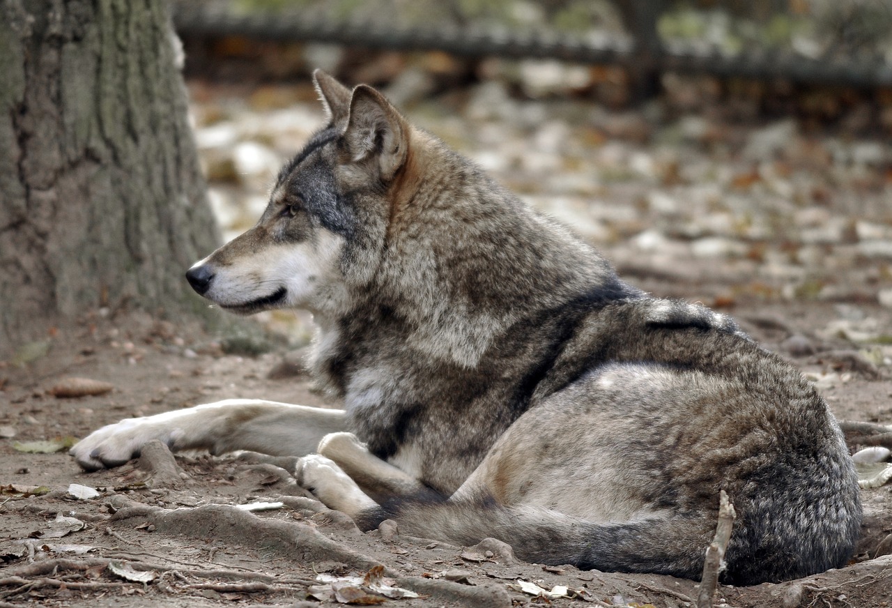 Image - zoo hellabrunn munich