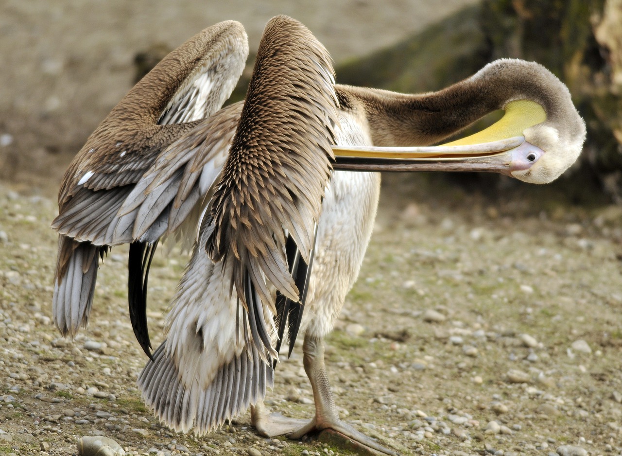 Image - zoo hellabrunn munich