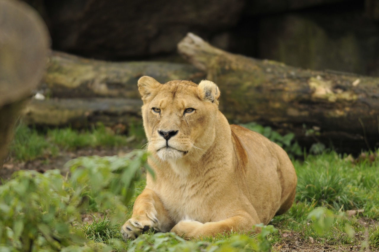 Image - zoo hellabrunn munich