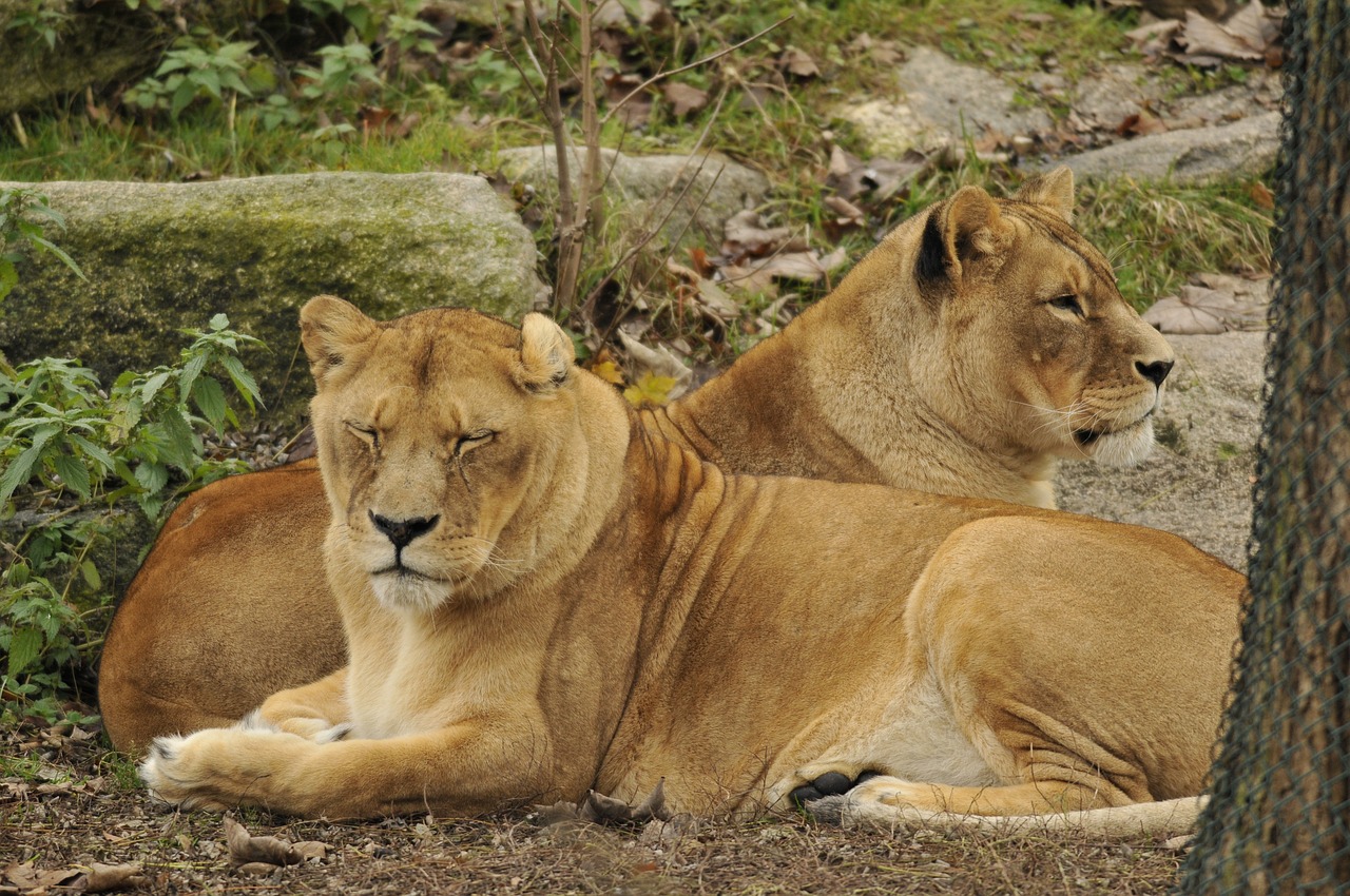 Image - zoo hellabrunn munich