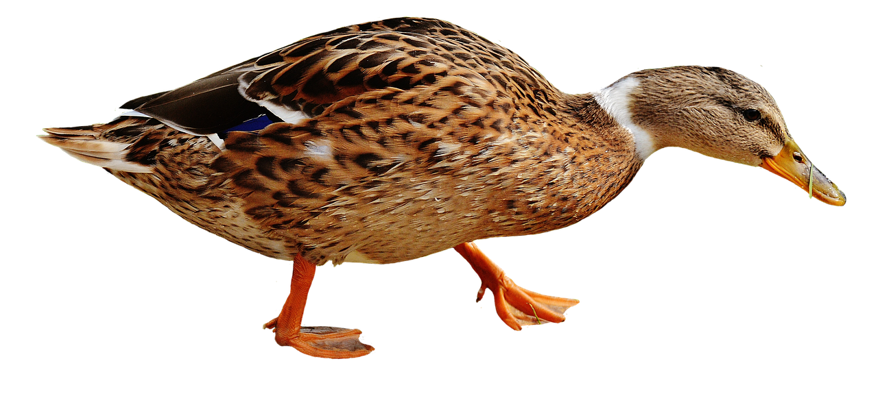 Image - duck water bird poultry plumage