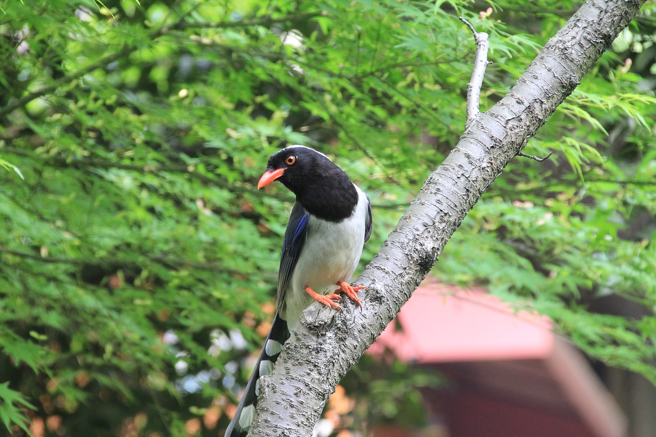 Image - bird view xihu