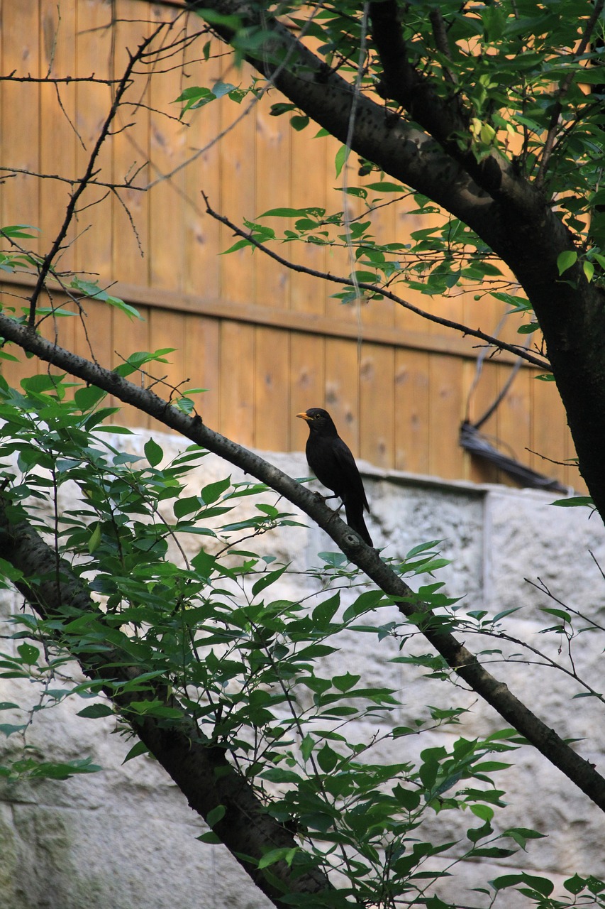Image - bird view xihu