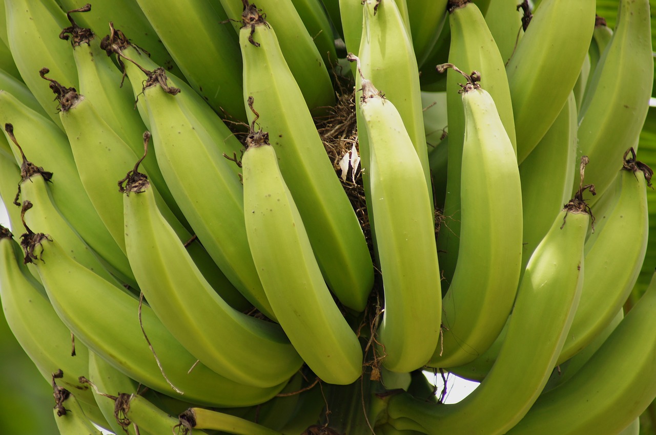Image - nature clusters bananas banana
