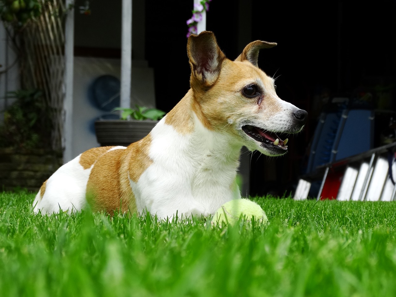 Image - jack russell doggy terrier animals