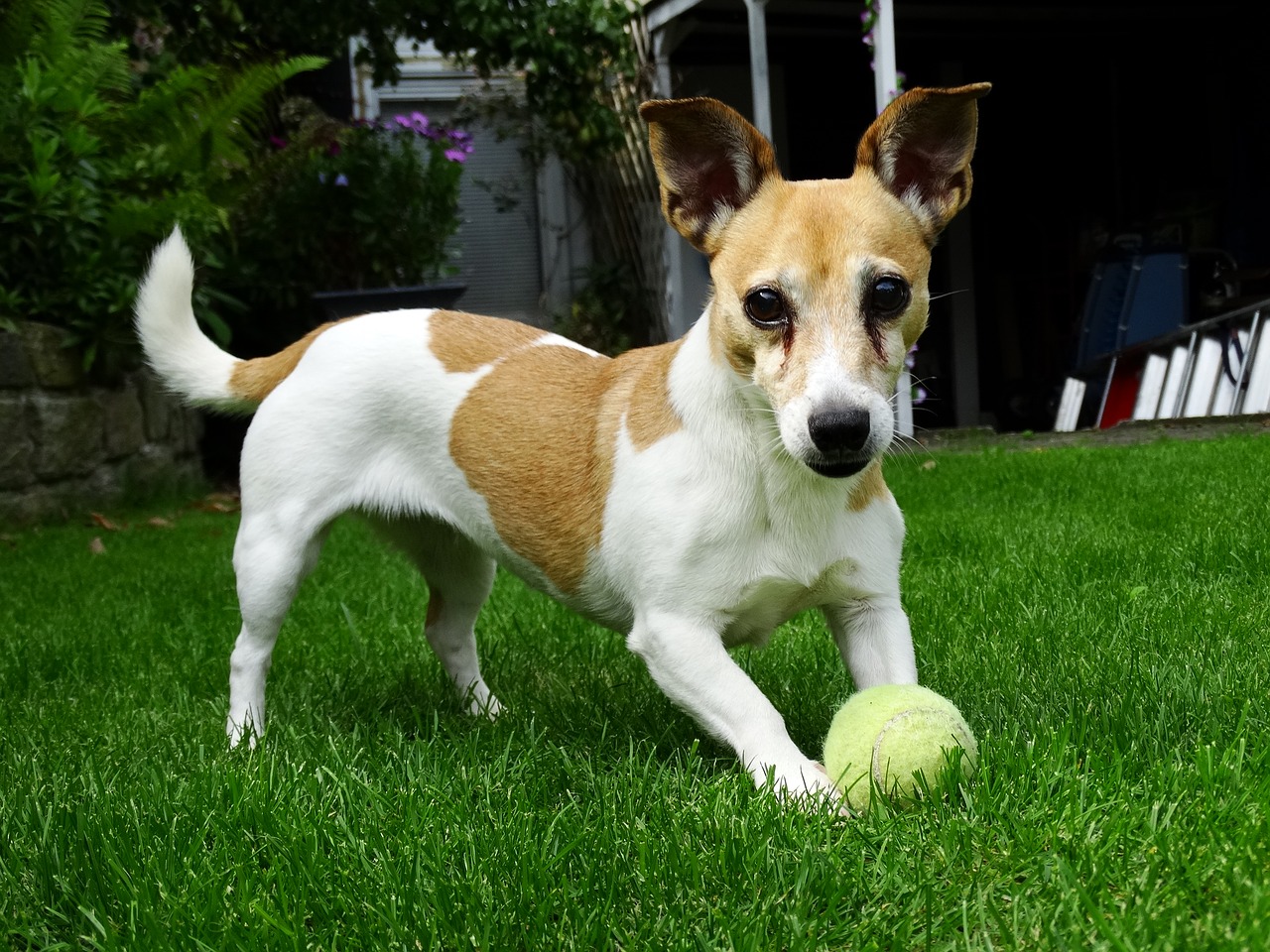 Image - doggy jack russell terrier animals