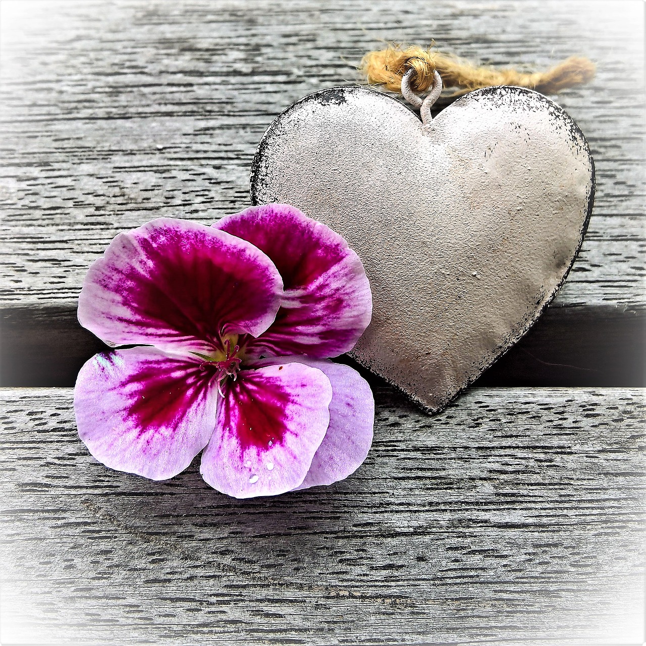 Image - geranium blossom bloom heart