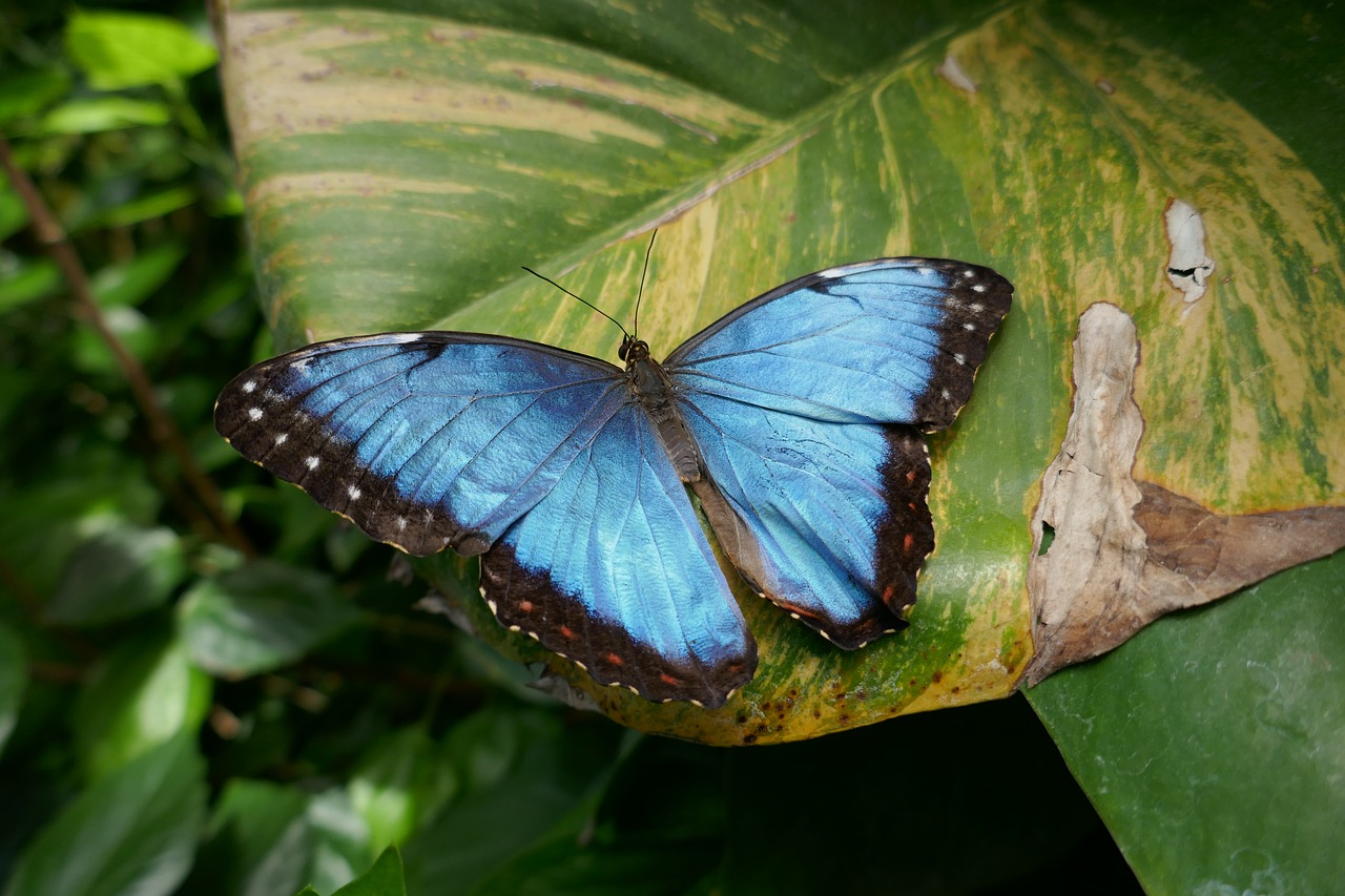 Image - butterfly flower foliage tree