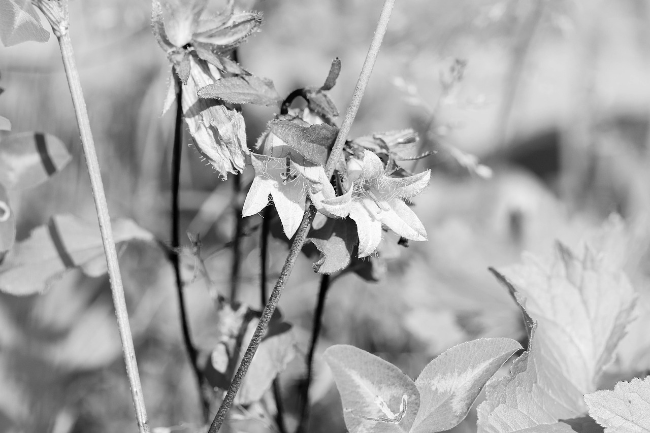 Image - bluebell summer flower wildflower