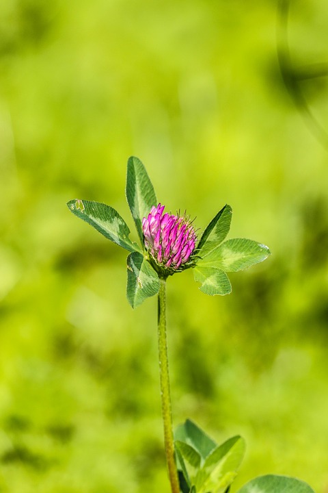 Image - wildflower flower summer flower