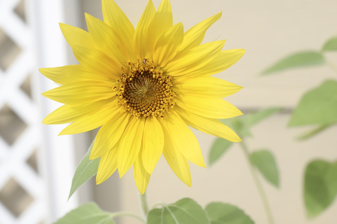 Image - sunflower flower yellow leaf