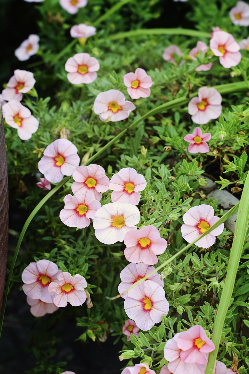 Image - little flower pink leaf leaves