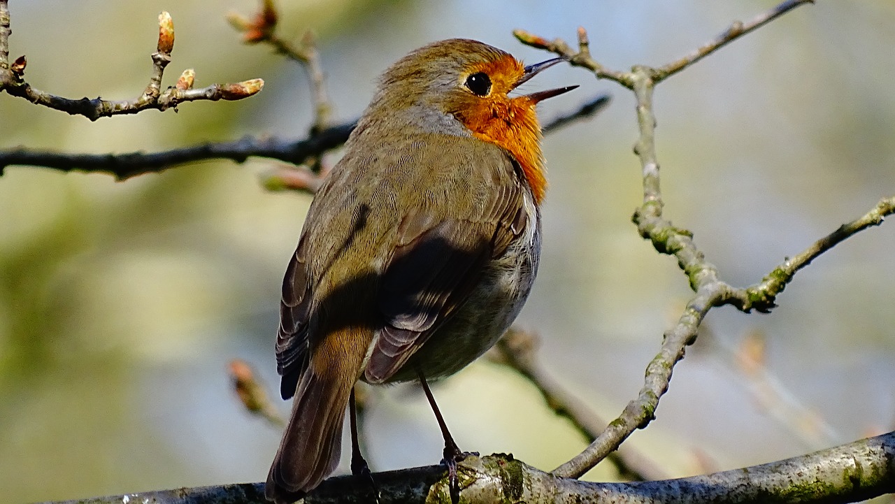 Image - bird nature forest robin