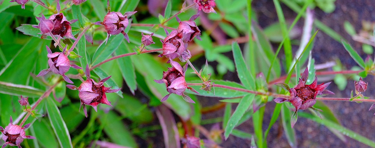 Image - wild strawberries iceland flowers