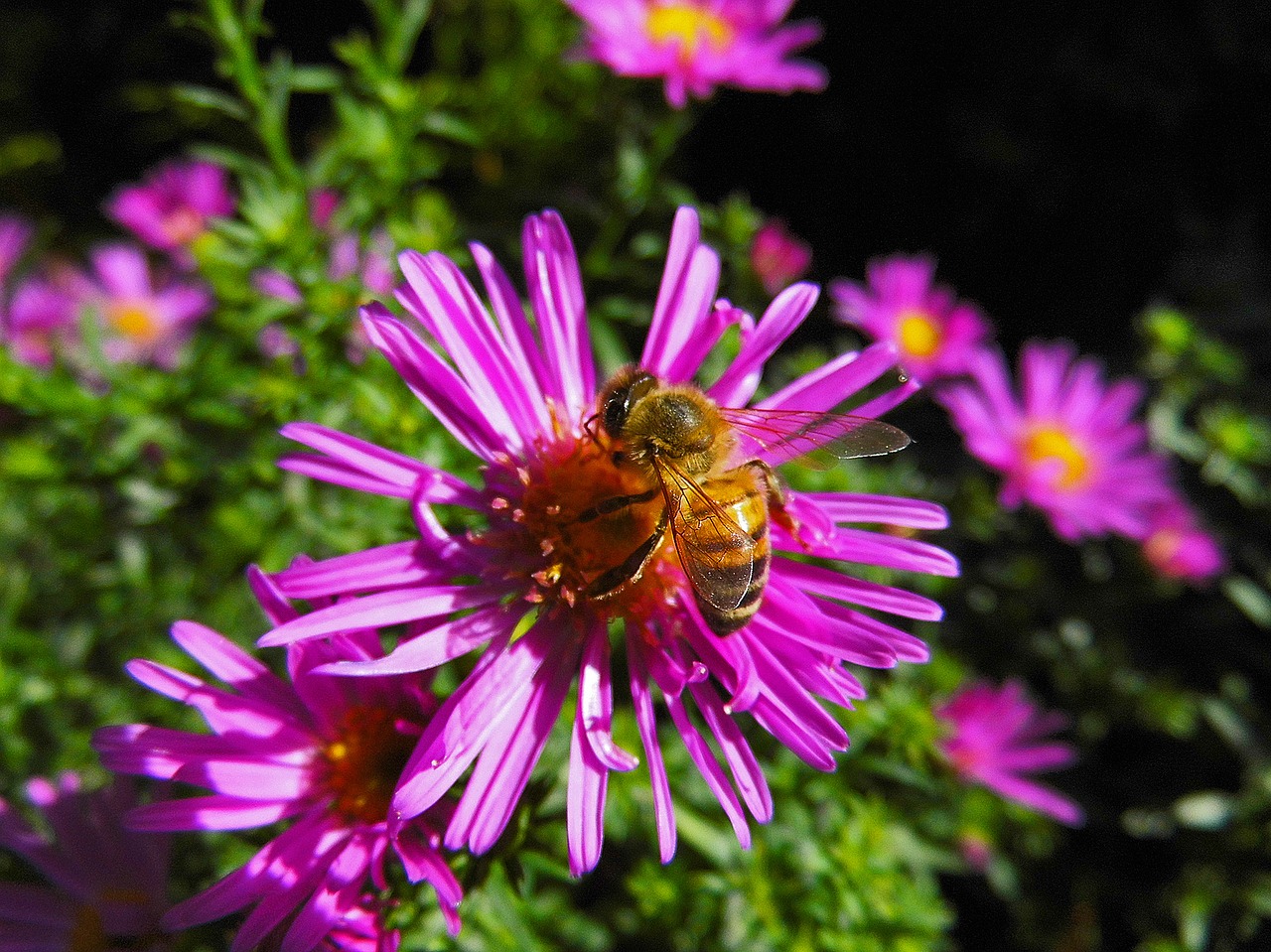 Image - bee herbstaster flower insect