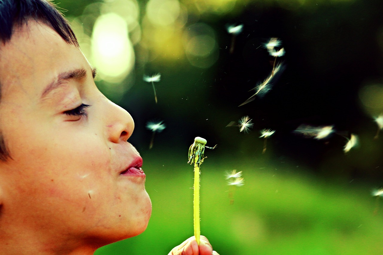 Image - dandelion freedom child spring