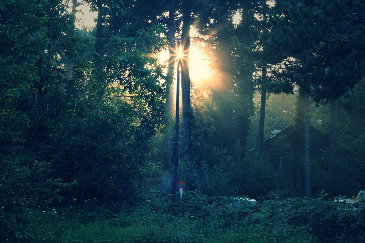 Image - solar light forest nature