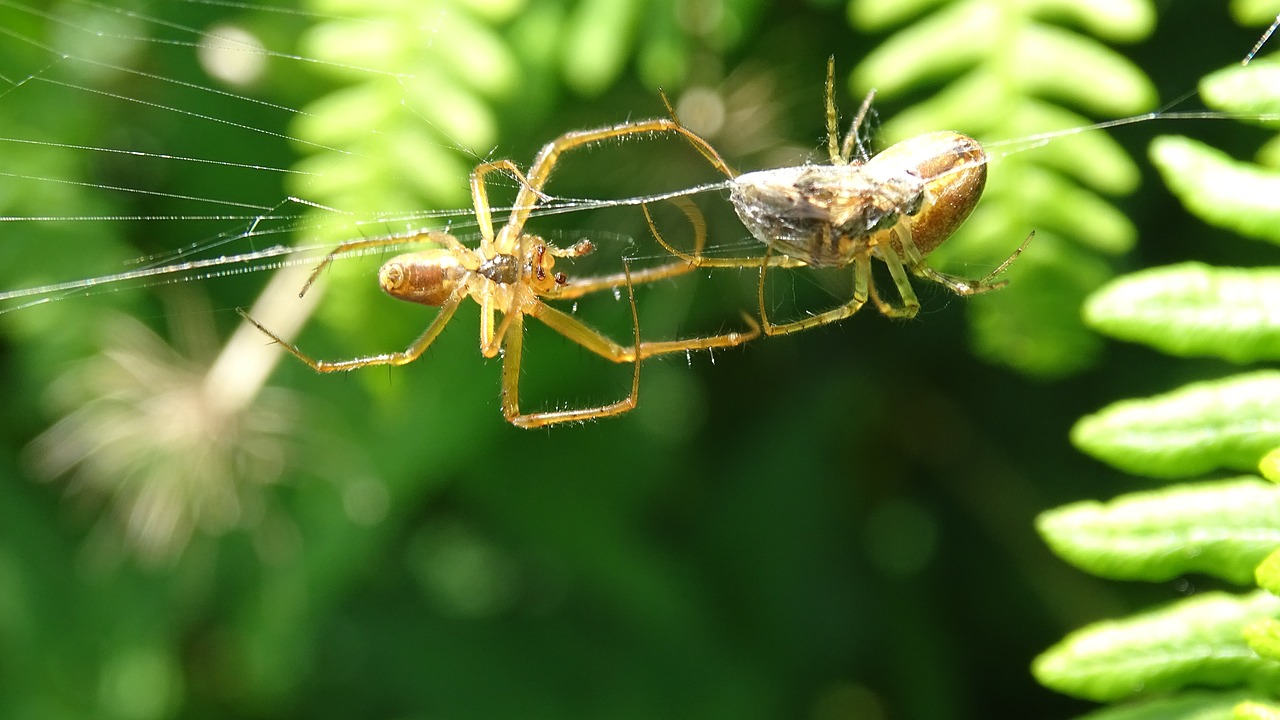 Image - spin web prey macro bug nature