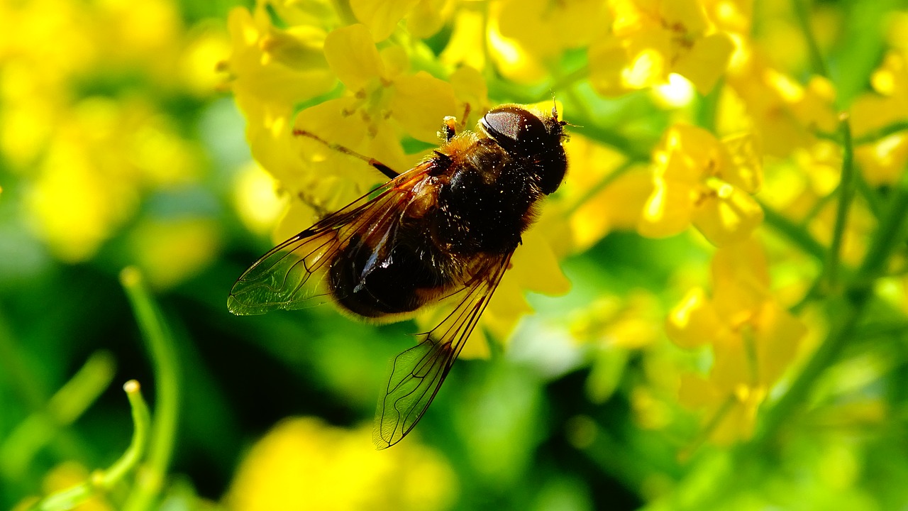 Image - bee flowers honey nature flower