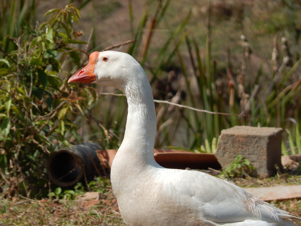 Image - duck field birds