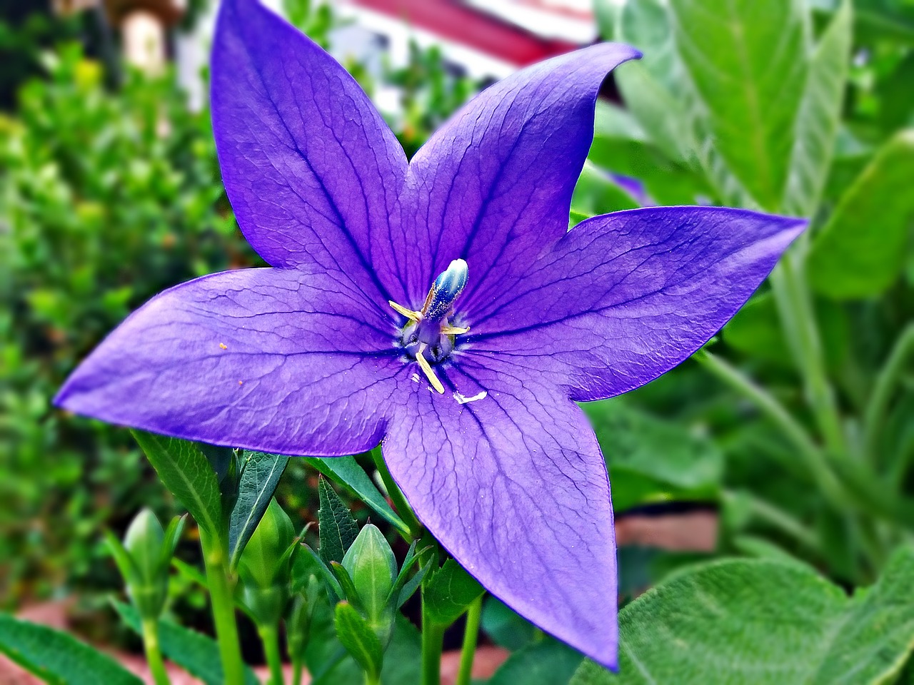 Image - lila flower violet houseplant