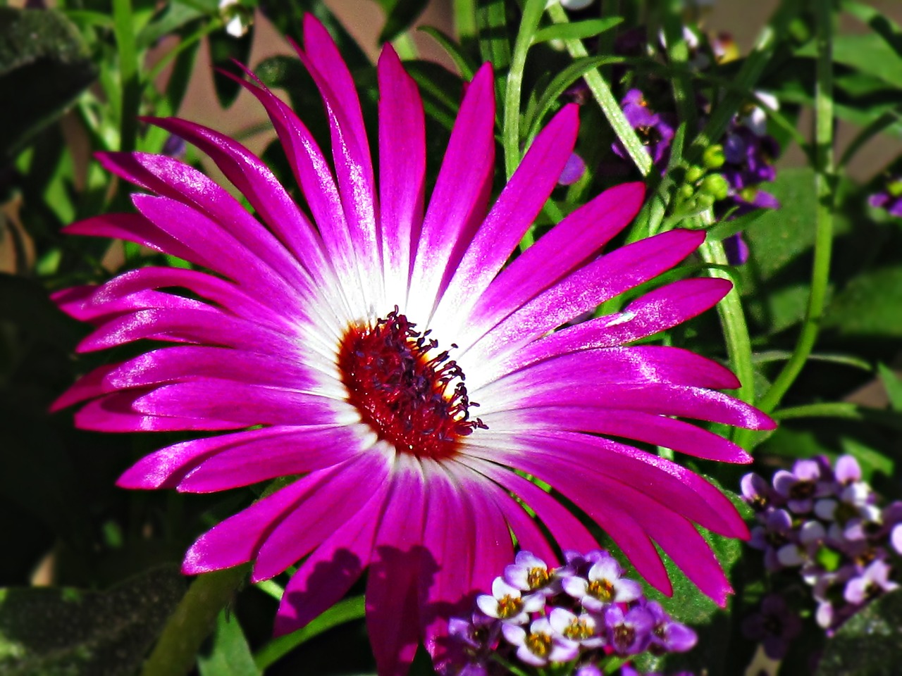 Image - flower lila daisy houseplant