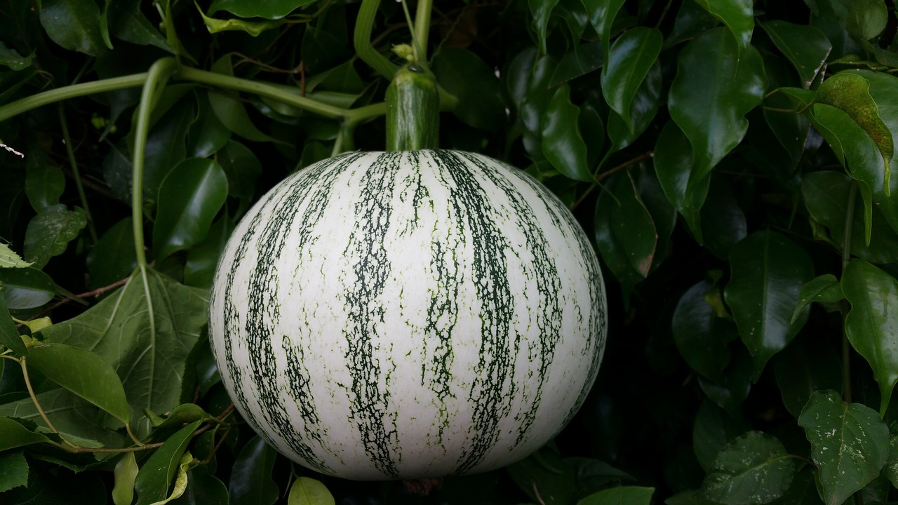 Image - pumpkin squash fruit round green