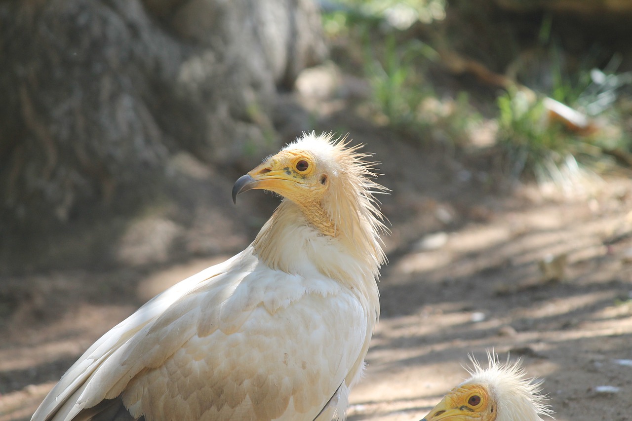 Image - birds vulture wildlife feather