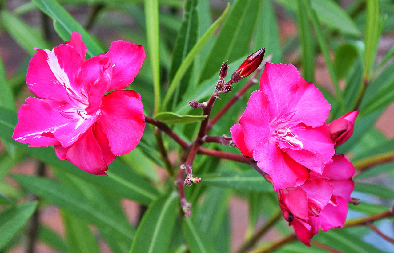 Image - oleander blossom bloom bush