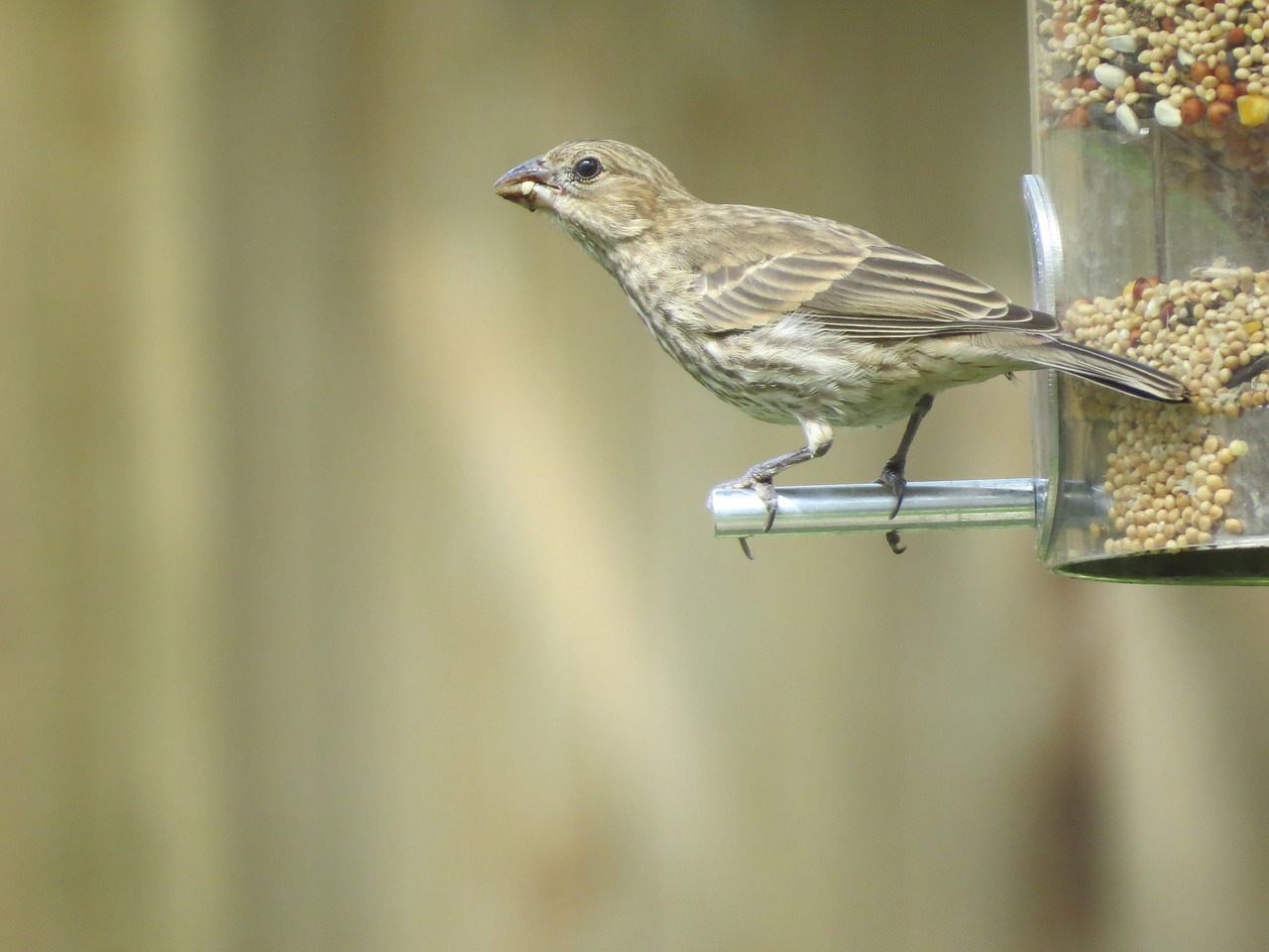 Image - bird brown and tan wildlife