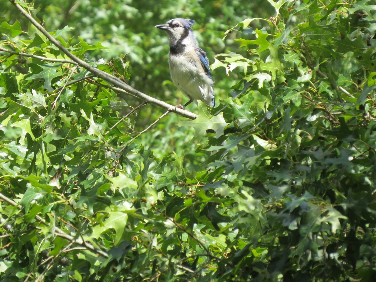 Image - bird blue white blue jay wildlife