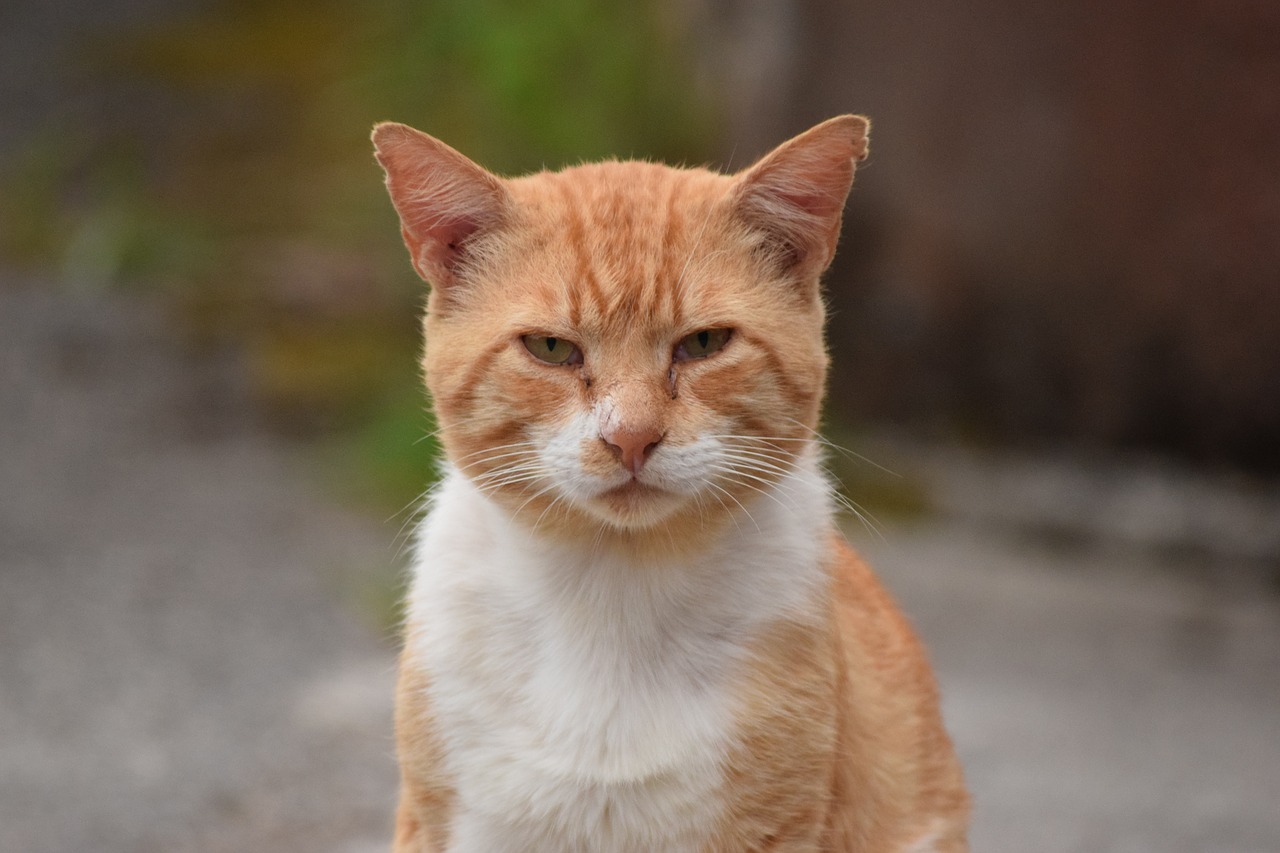 Image - yellow cat eyes european cat