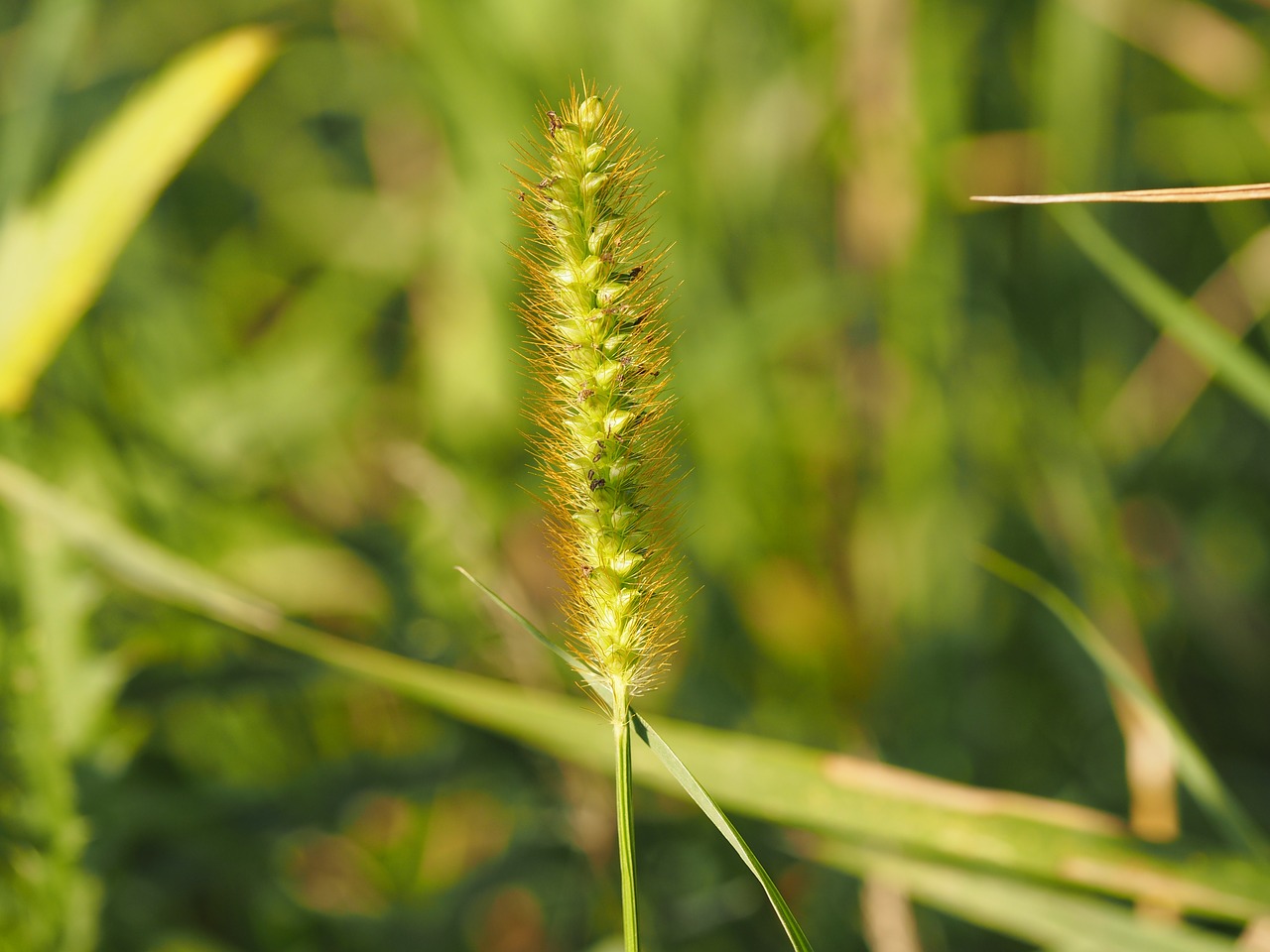 Image - grass wind grasses plant nature