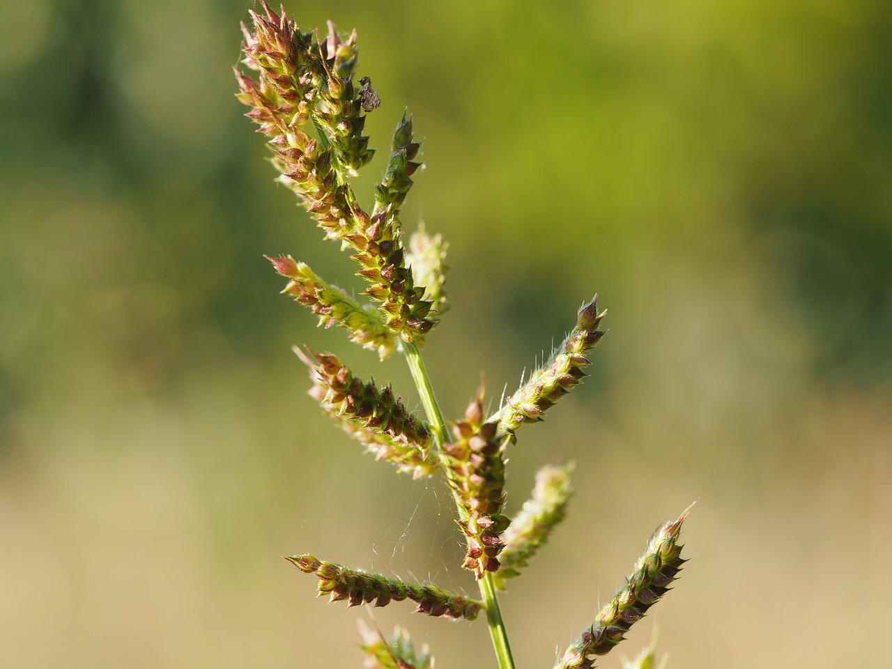 Image - blade of grass wind plant nature