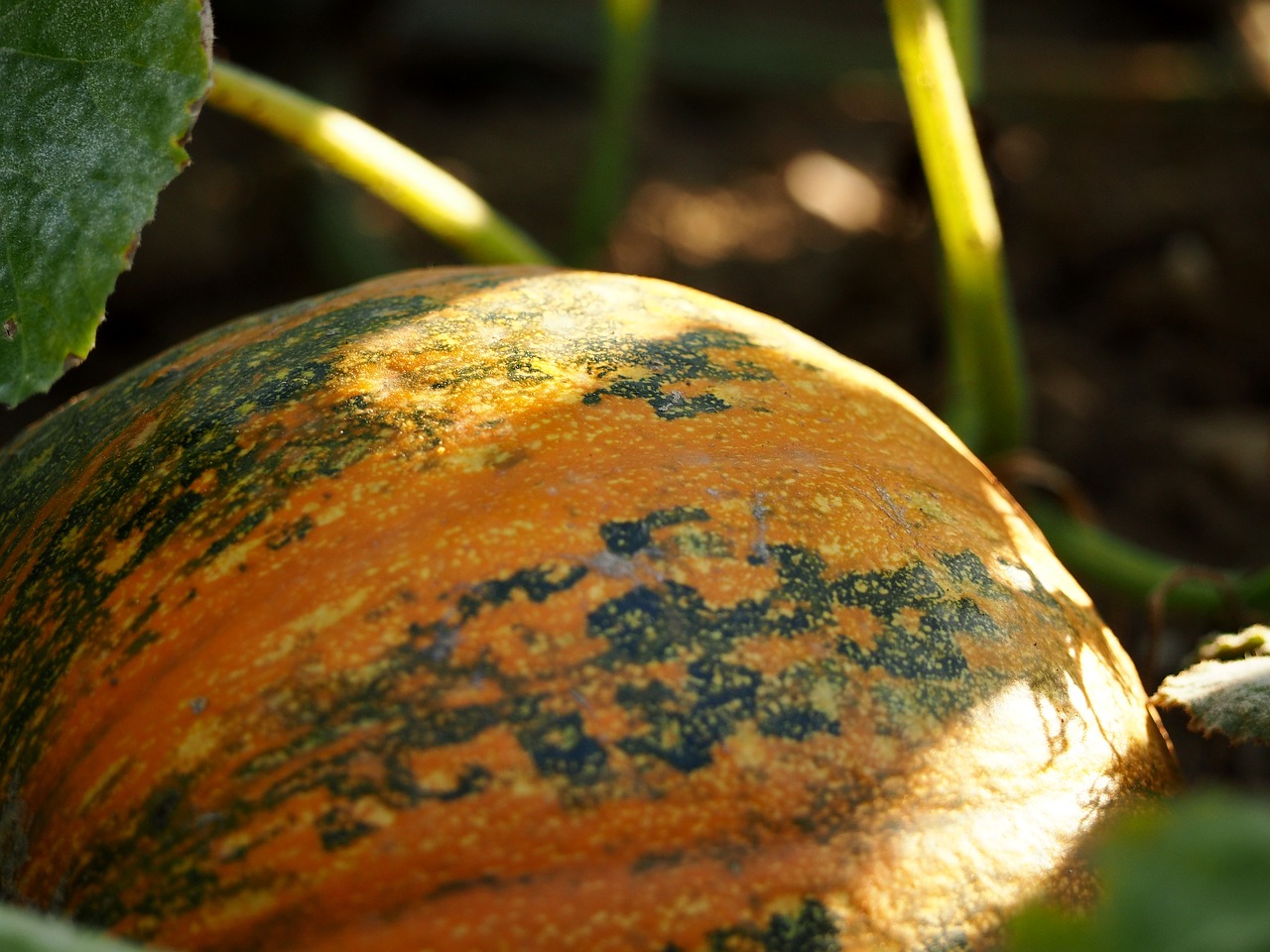 Image - pumpkin field agriculture squash