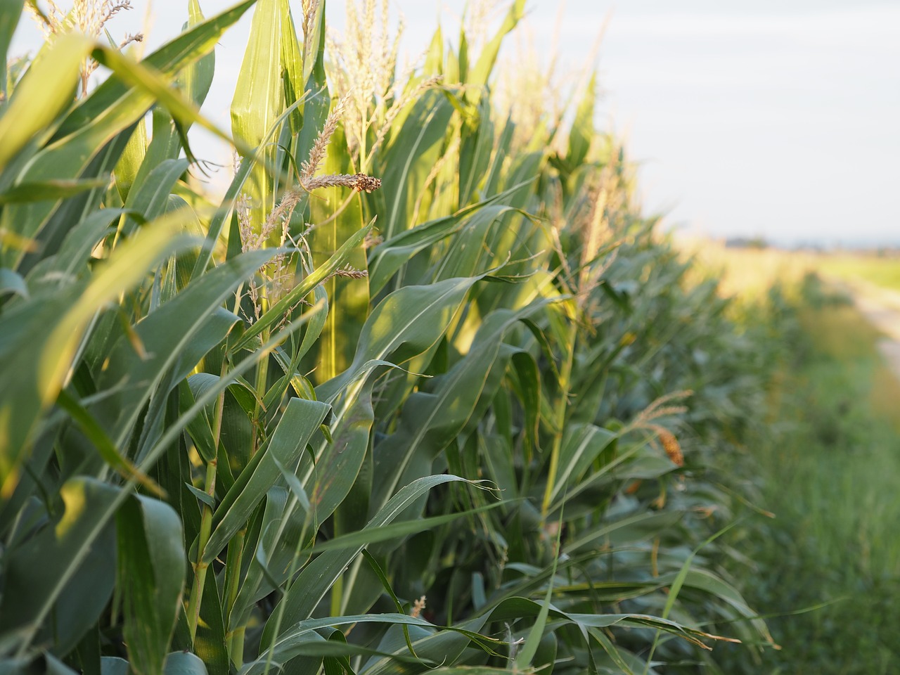 Image - corn kukuruz food cereals autumn