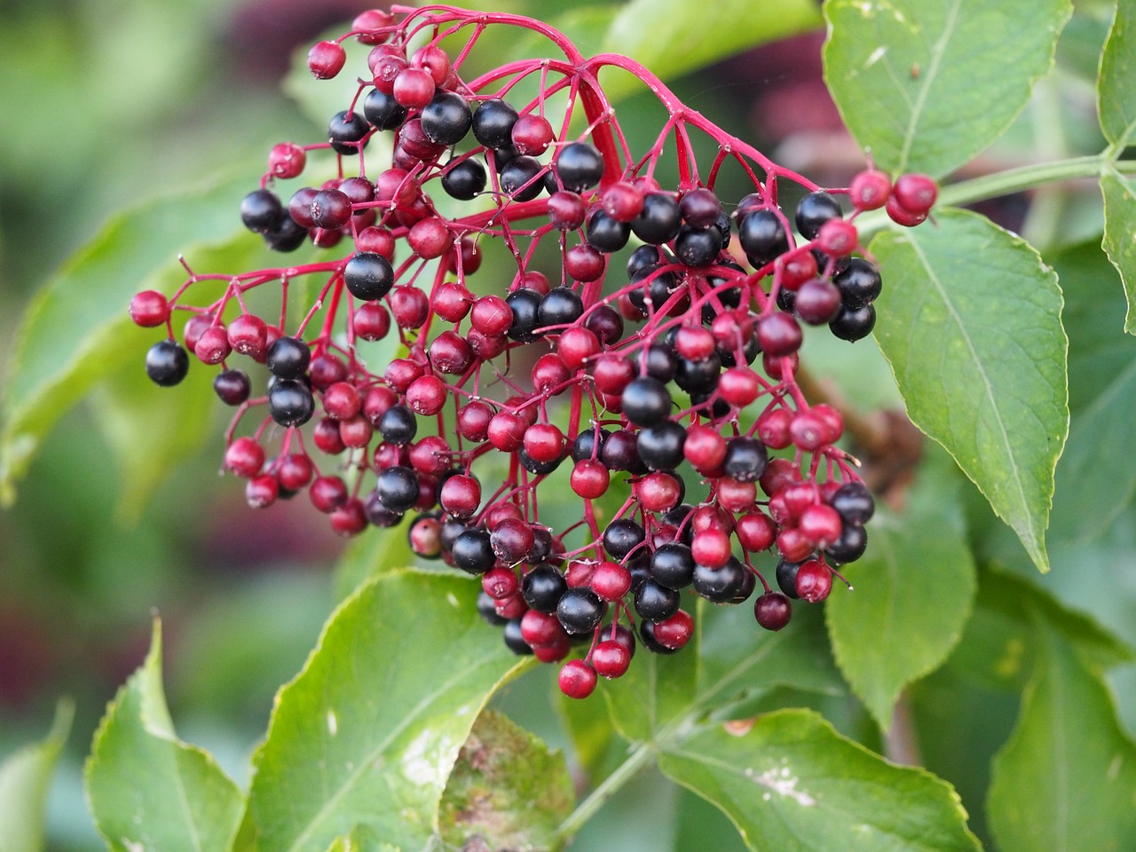 Image - holler flowering red nature bio