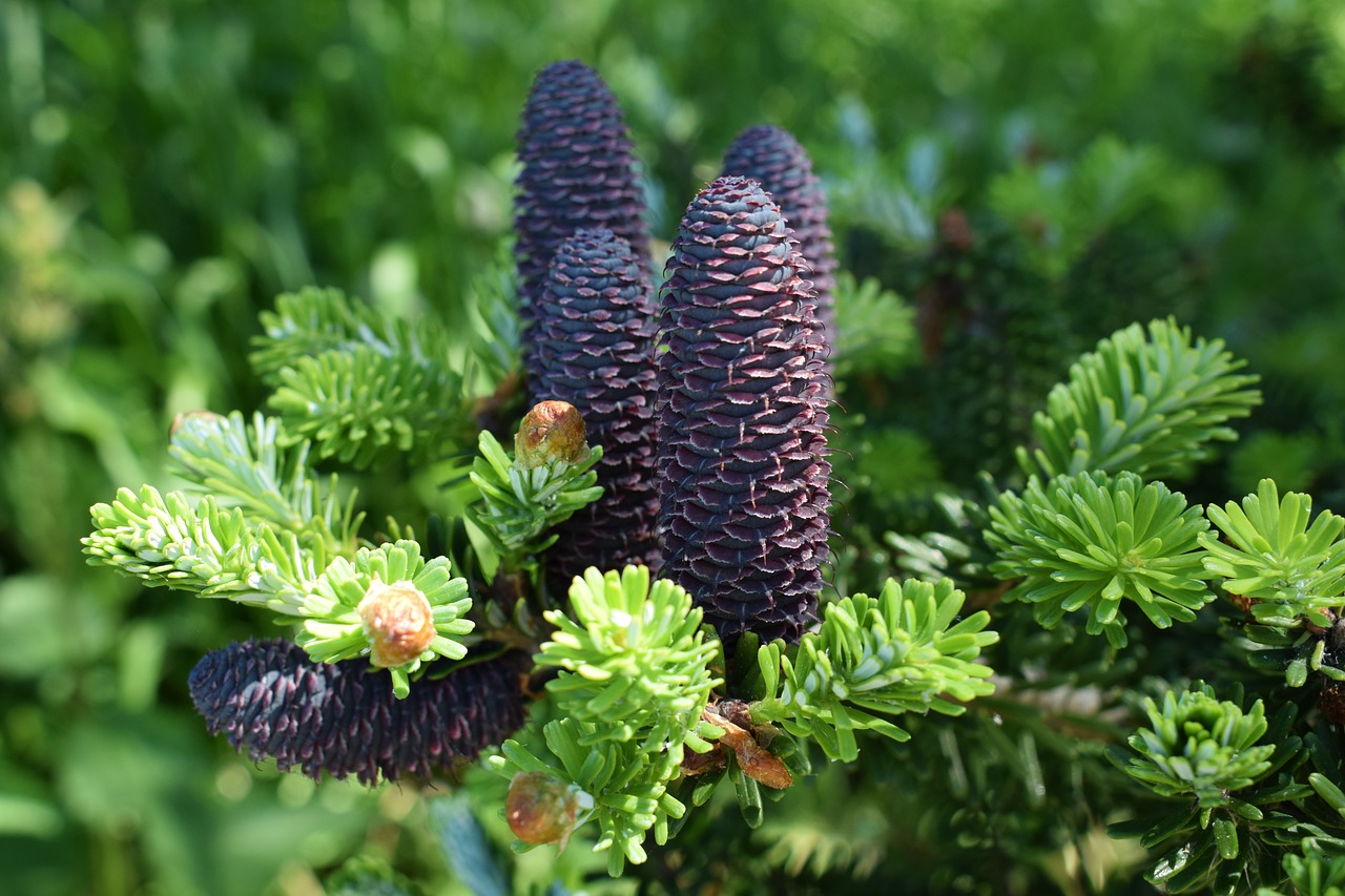 Image - tree forest pine spruce the bark