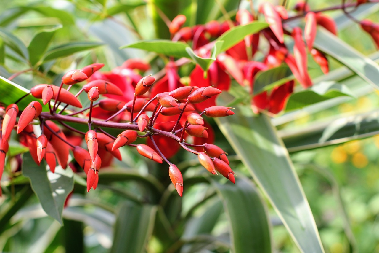 Image - coral plant blossom bloom naha