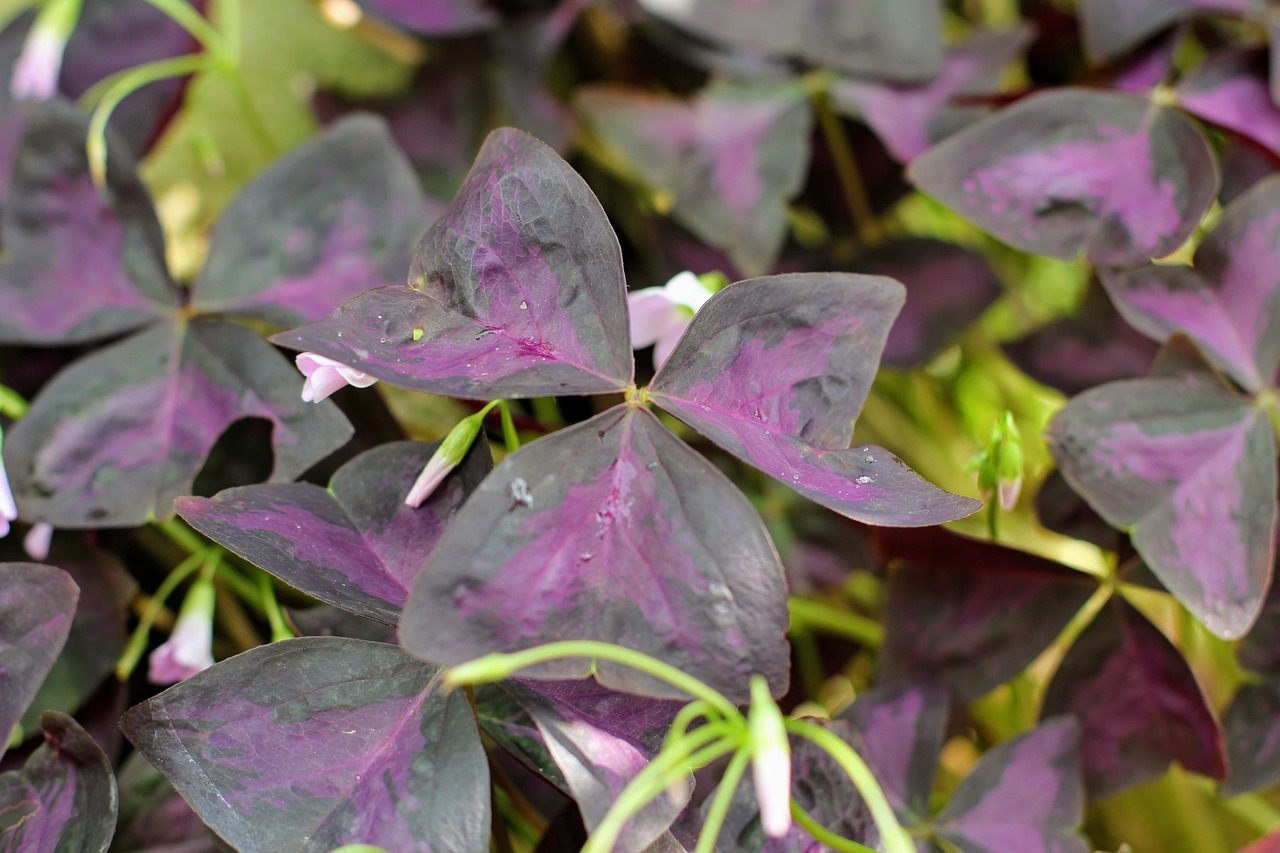 Image - triangular clover oxalis triangularis