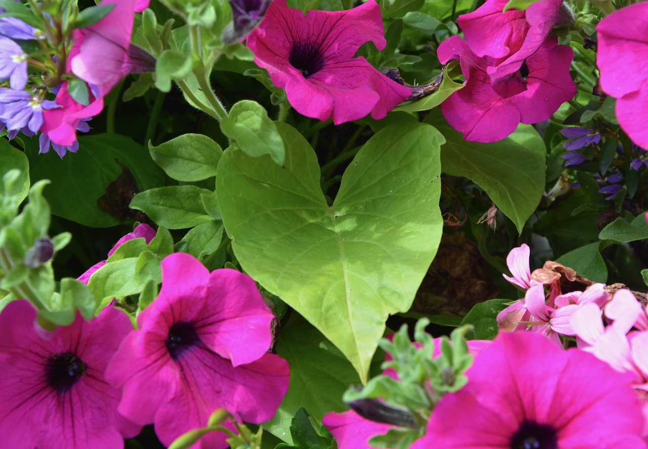 Image - leaf petunia flowers violet nature