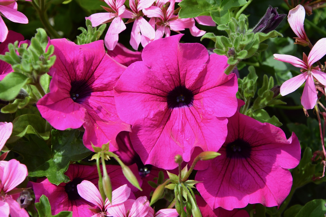 Image - petunia flowers bright pink nature