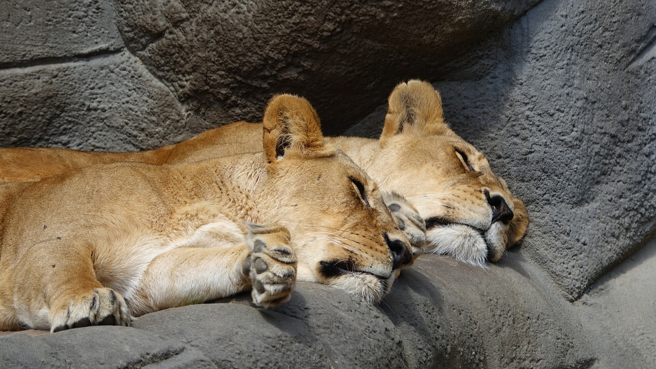 Image - lion zoo hagenbeck zoo big cats