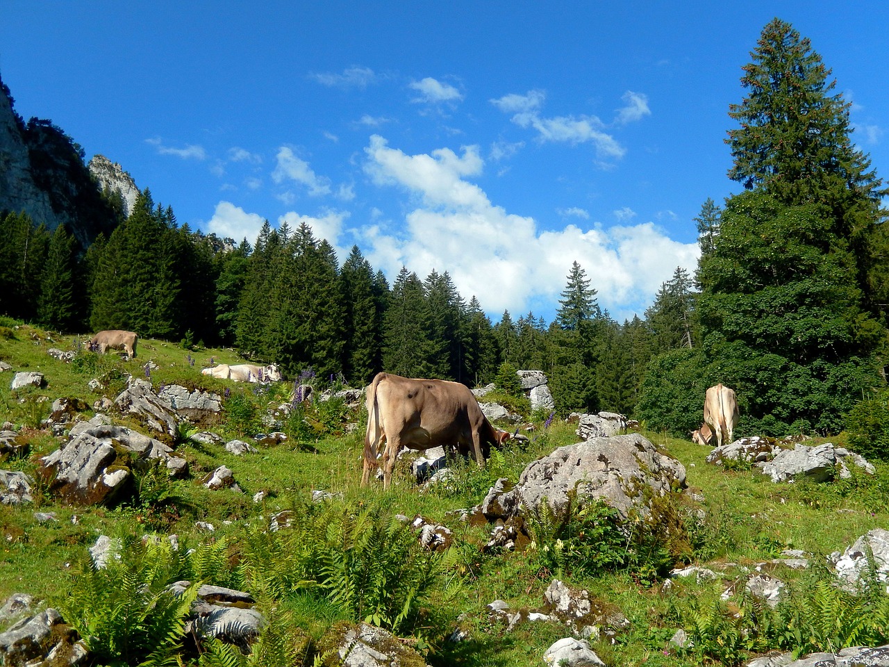 Image - cows mountain world alpine nature